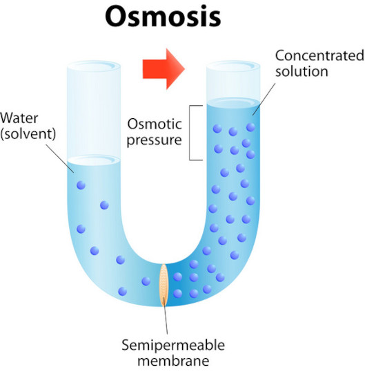 diagram of osmosis